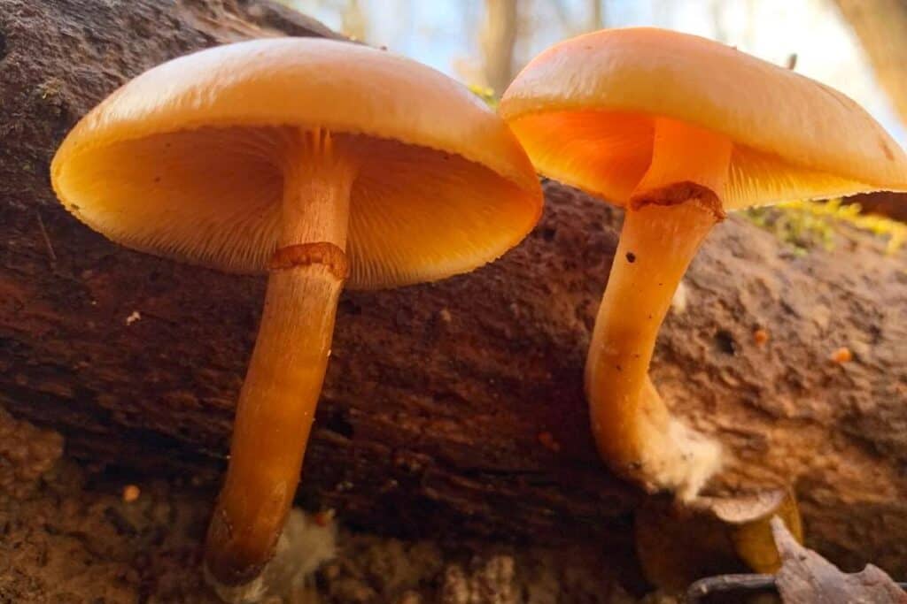 11 Wild Mushrooms in Oregon (Pictures) Wildlife Informer