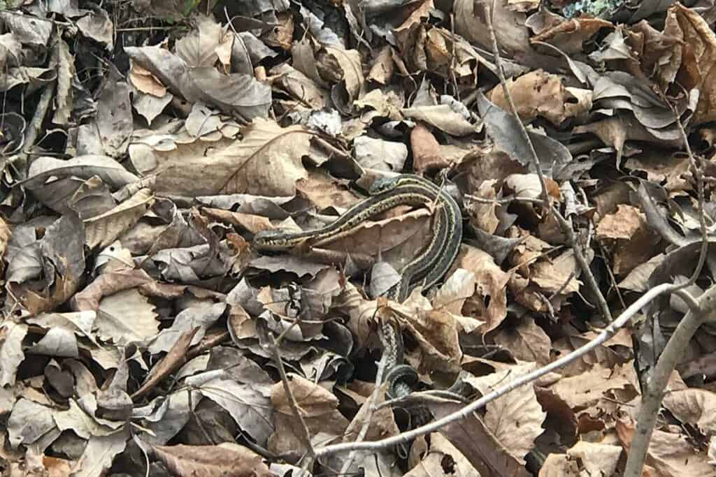 How to Find a Garter Snake Den (14 Tips) Wildlife Informer