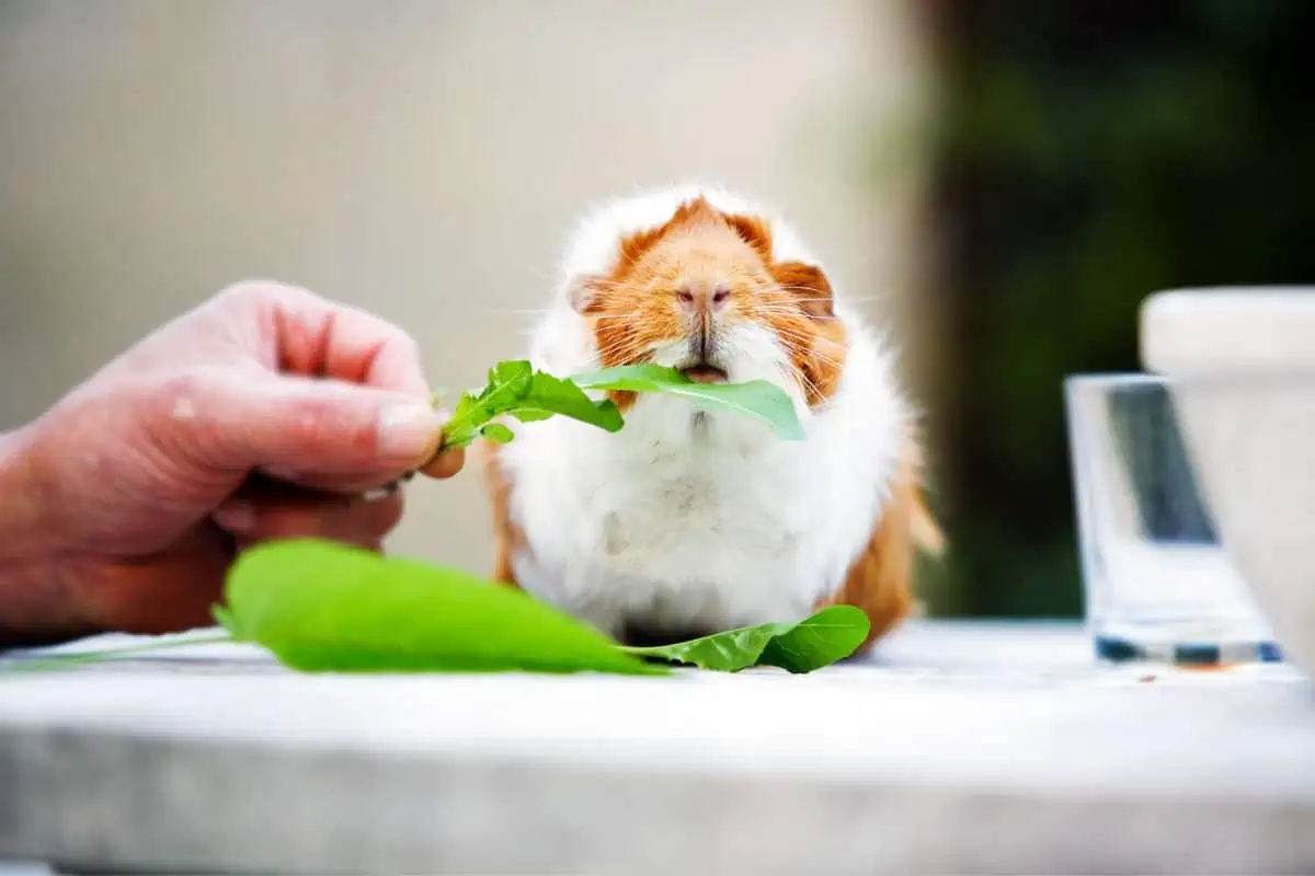 Guinea pig eats green leaves