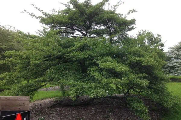 Hawthorn trees 