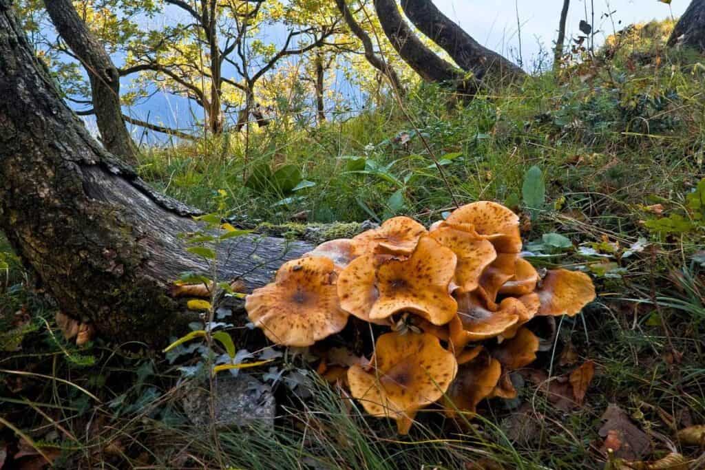 12-kinds-of-mushrooms-in-illinois-with-pictures-wildlife-informer
