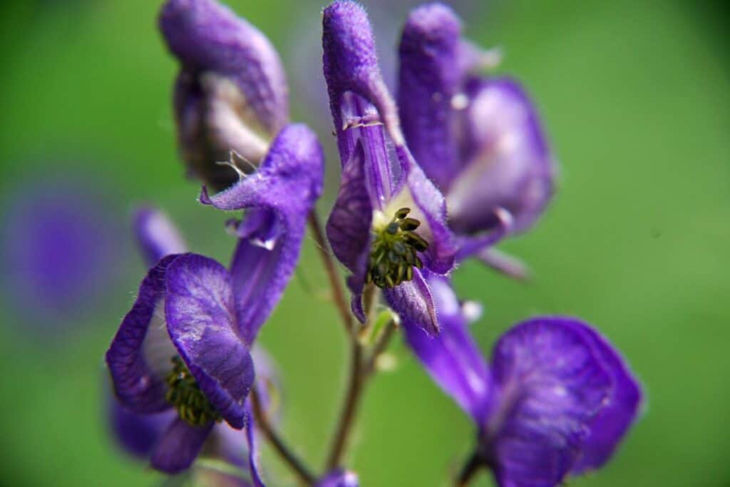 13 Types of Wildflowers in Alaska (Pictures) - Wildlife Informer