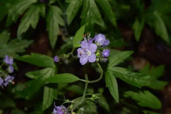 Purple phacelia 