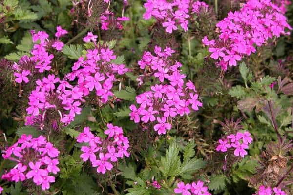 Rose vervain flowers