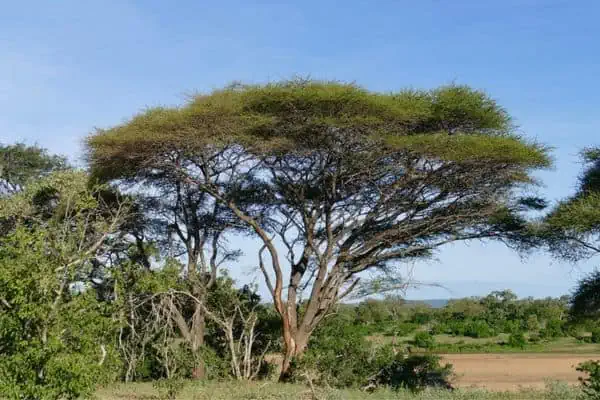 Umbrella thorn acacia 