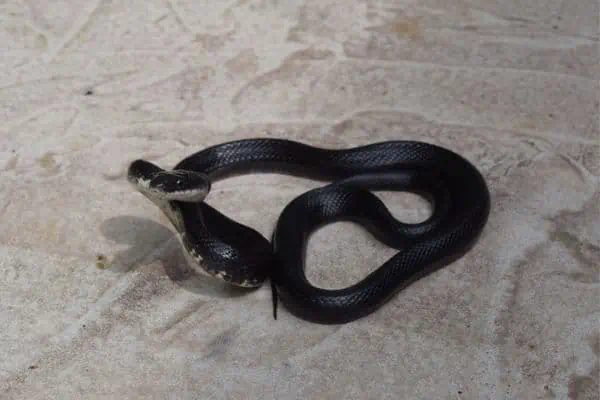Black rat snake