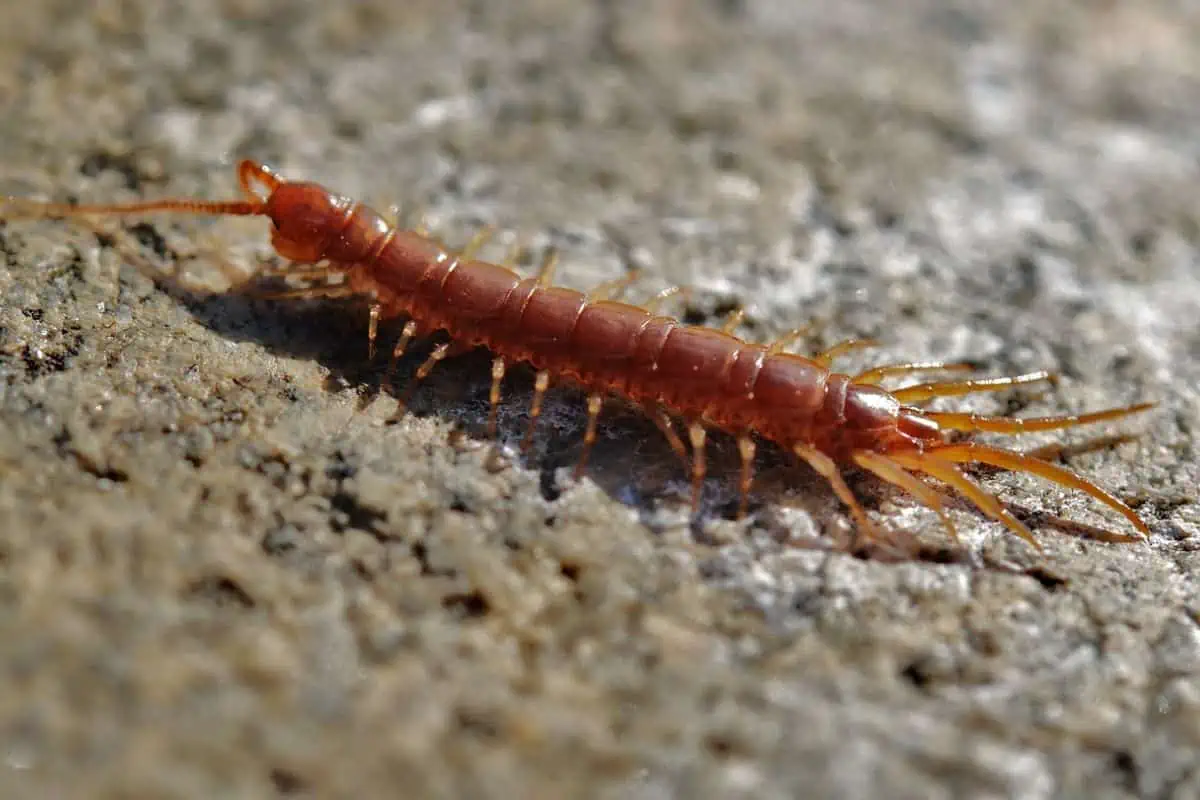 Centipede close