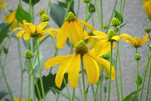 Cutleaf coneflowers