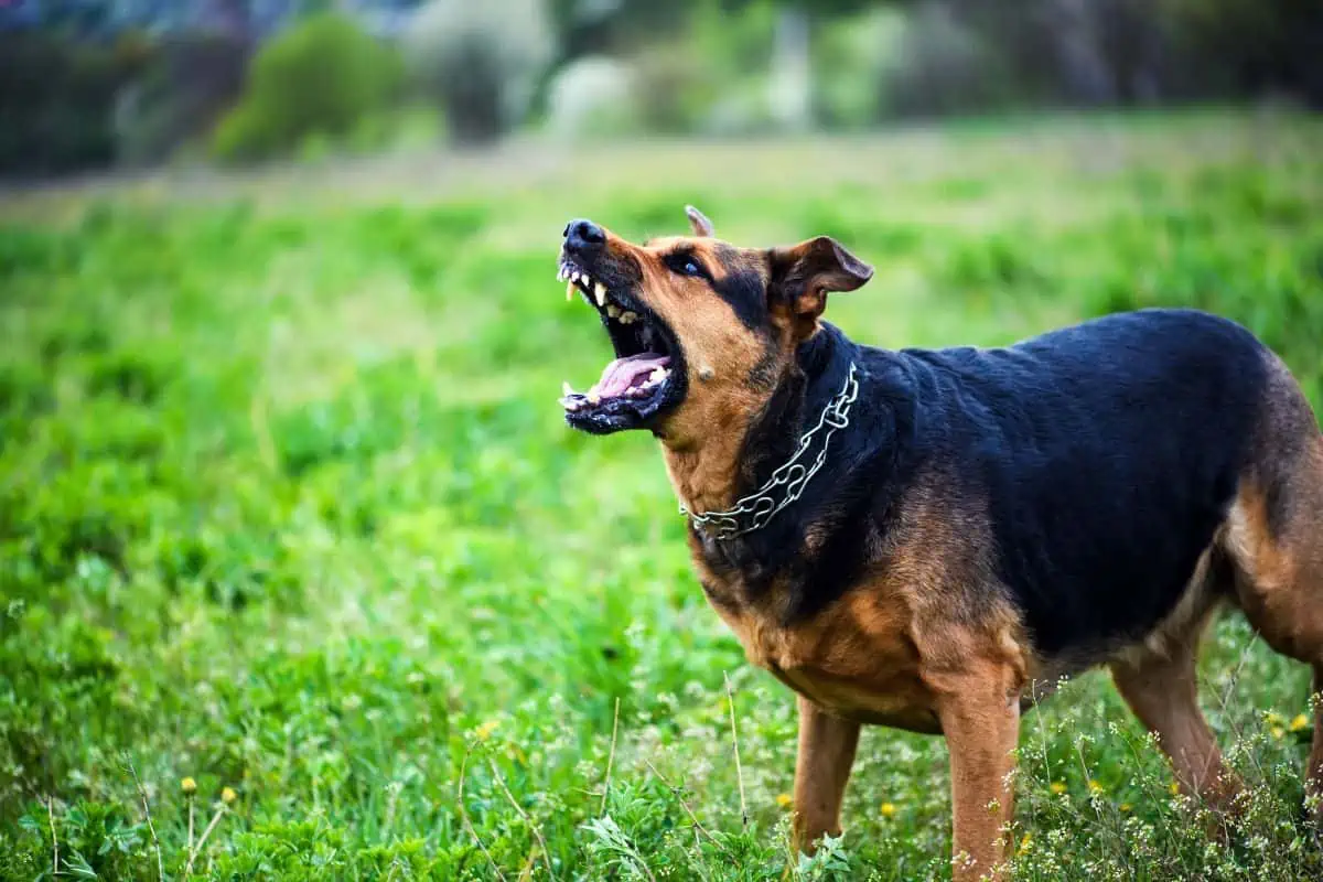 Dog aggressive