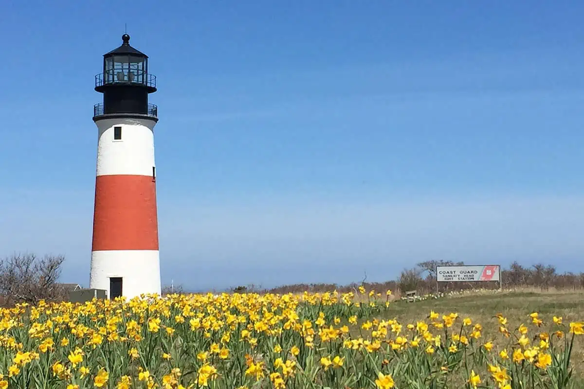 lighthouse ma wildflowers