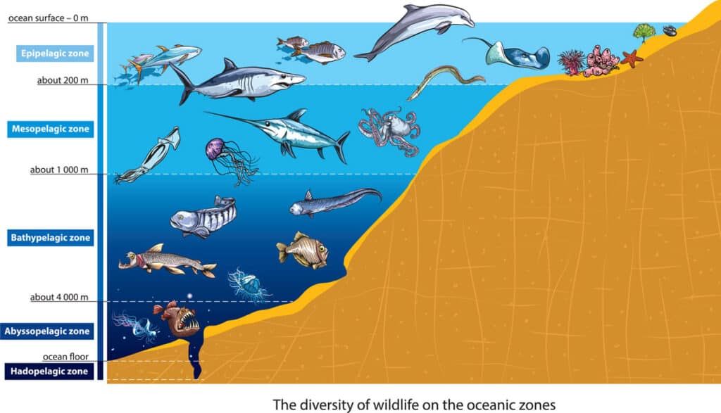 The 5 Zones of the Ocean (What Lives In Them) - Wildlife Informer
