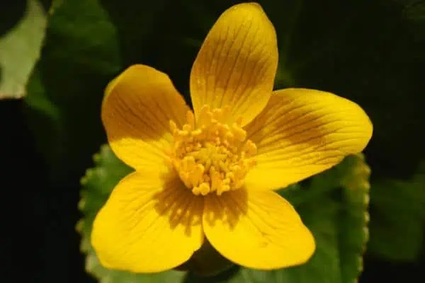 Yellow marsh marigold flower