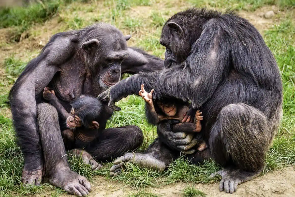 Chimpanzee family