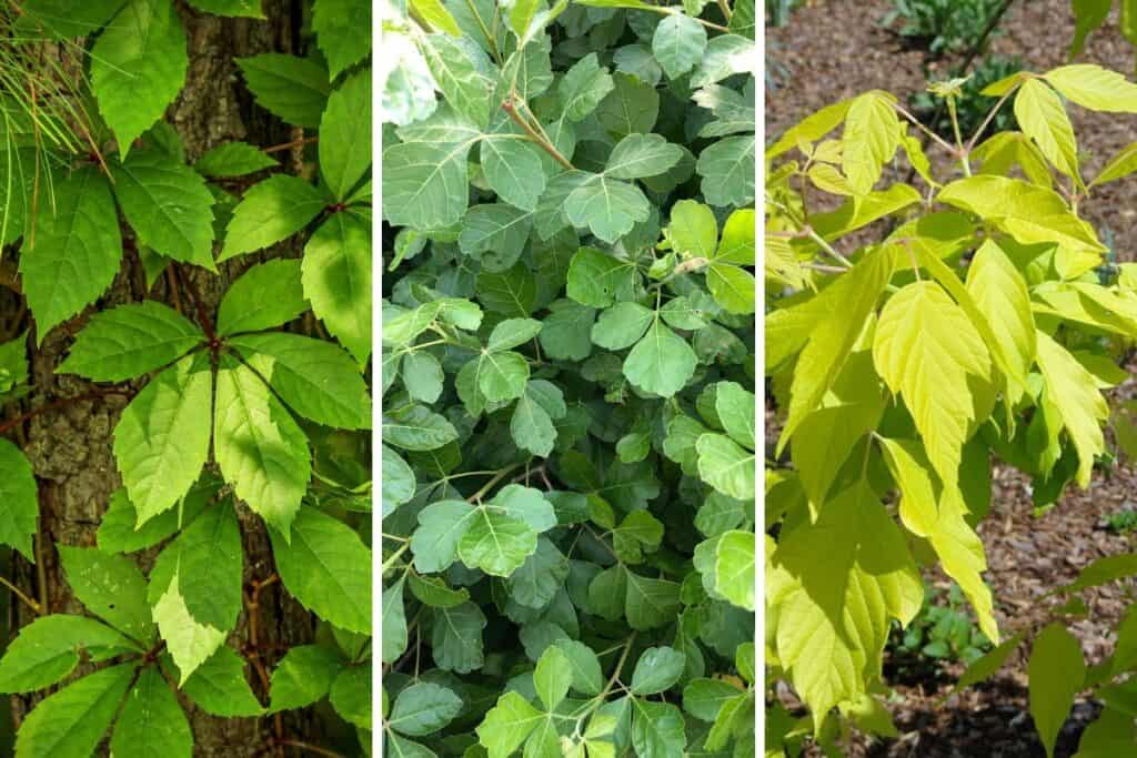 Does Poison Ivy Have Thorns? Wildlife Informer