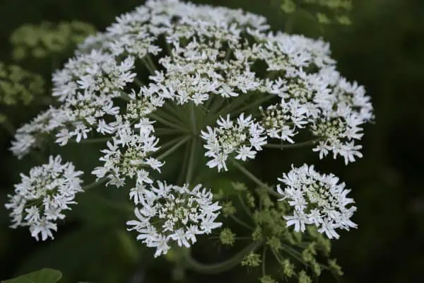 Cow parsnip