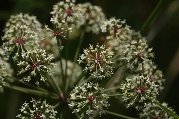 Cowbane