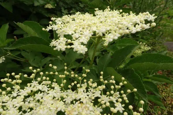 Elderflower