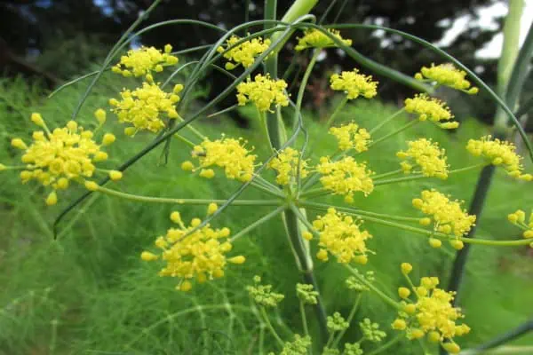 Fennel