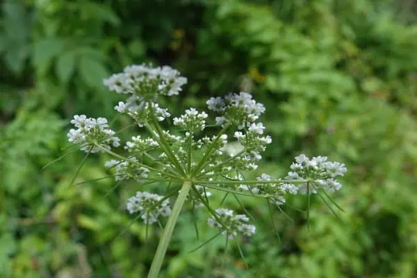 Fool’s parsley 