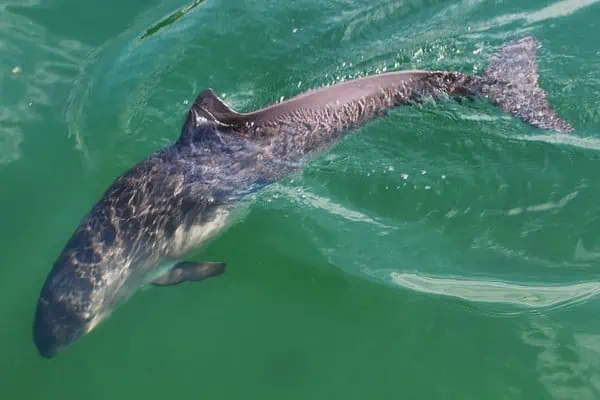 Harbour porpoise