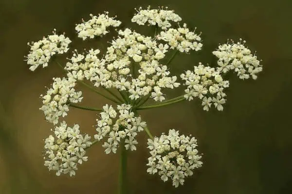 Pignut plant