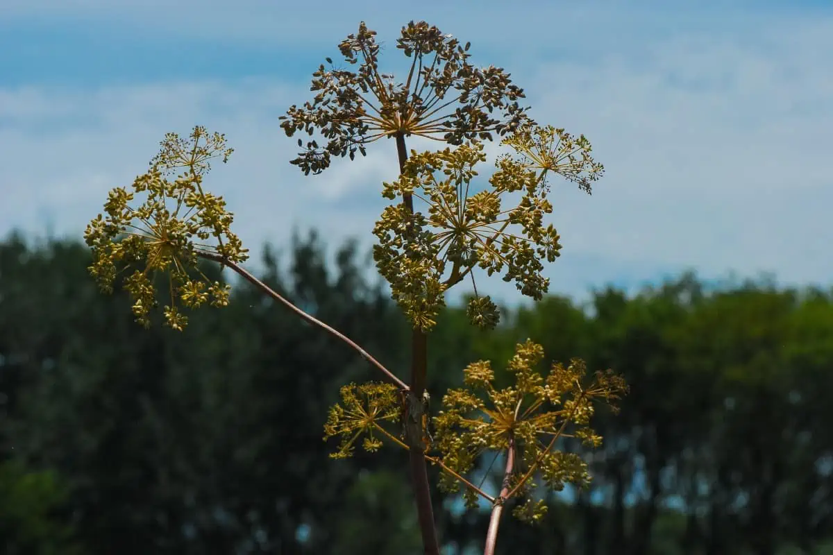 Purple-stem angelica