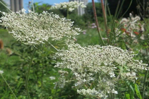 Queen anne’s lace
