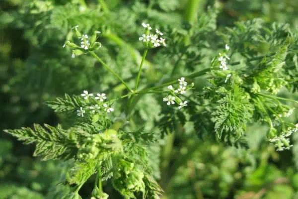 Wild chervil
