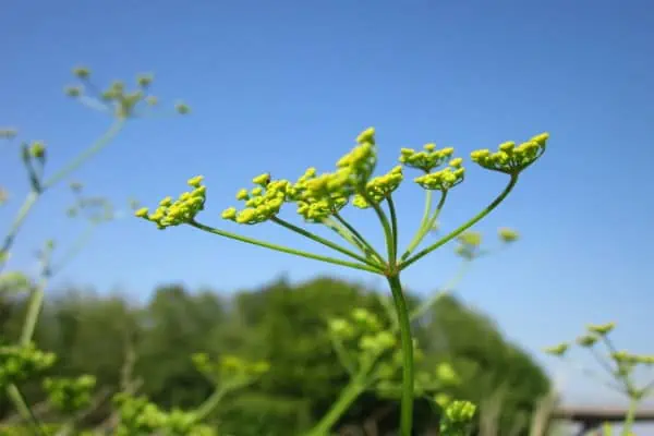 Wild parsnip