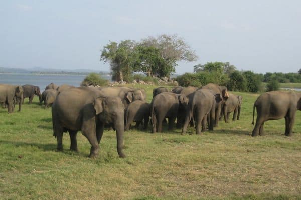 17 Herd Animals (Photos & Facts) - Wildlife Informer