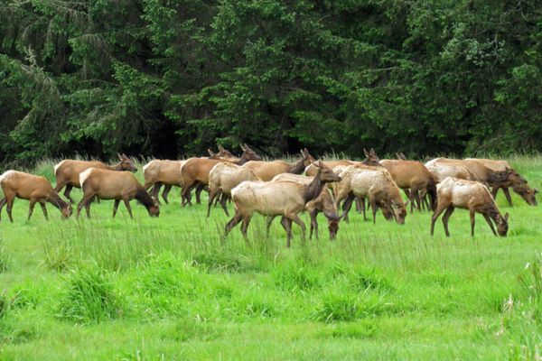 17 Herd Animals (Photos & Facts) - Wildlife Informer