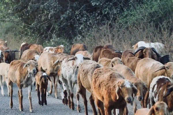 Goat herd