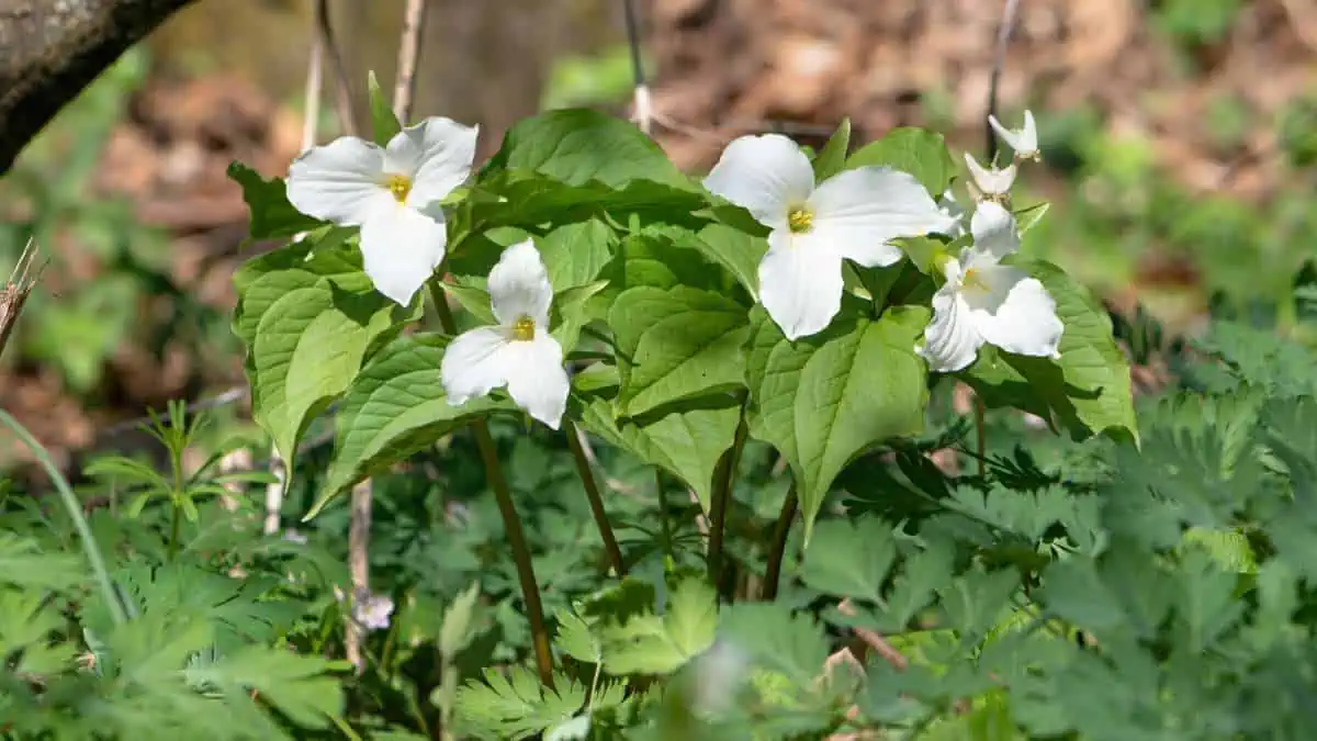 Great white trillium