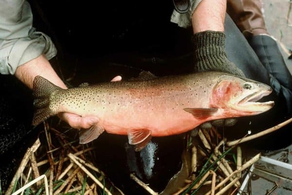 7 Colorado State Animals (Pictures, Facts) - Wildlife Informer