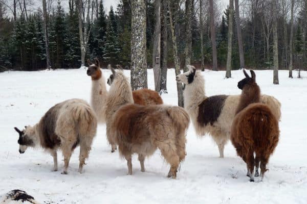 17 Herd Animals (Photos & Facts) Wildlife Informer