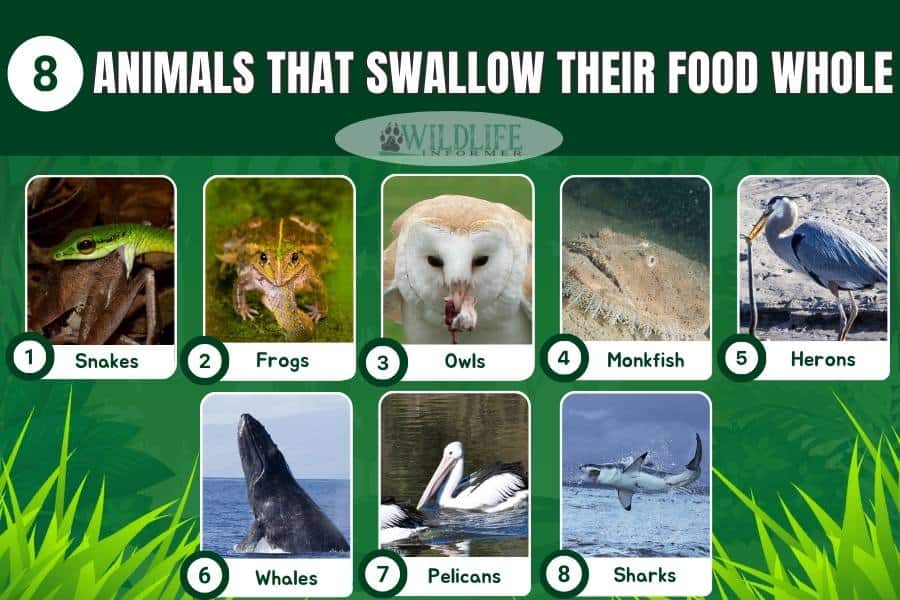 8 Types of Animals That Swallow Their Food Whole - Wildlife Informer