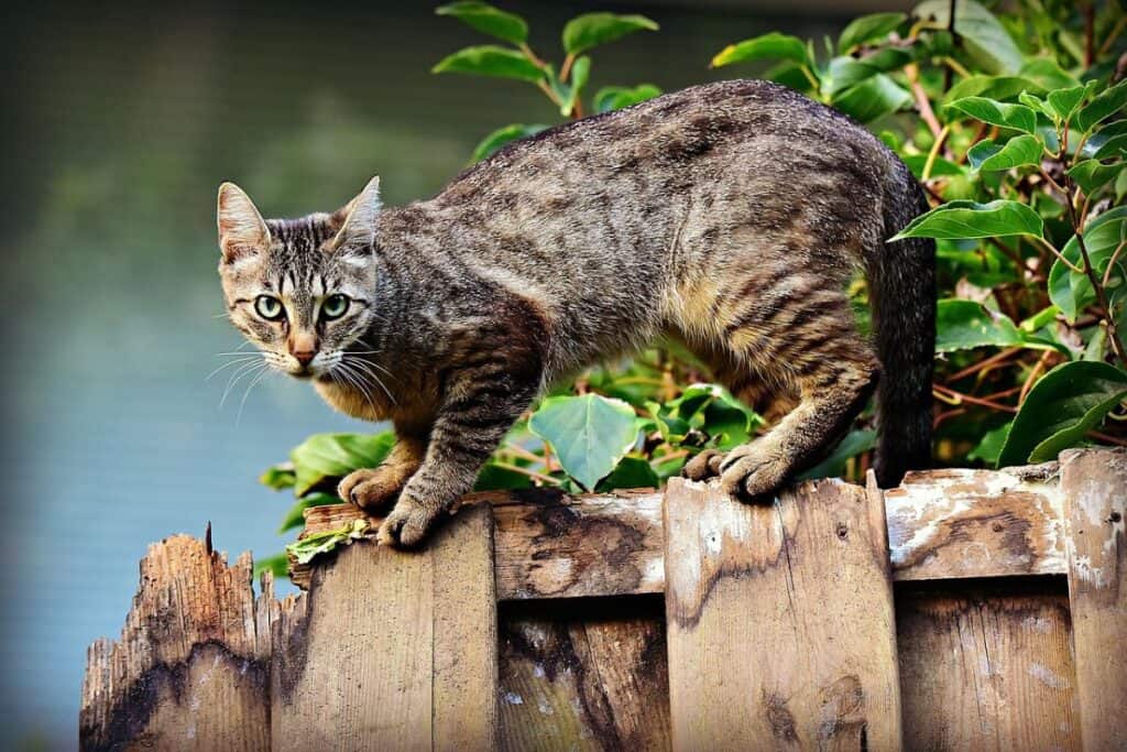 Can Bobcats Breed With Domestic Cats Wildlife Informer