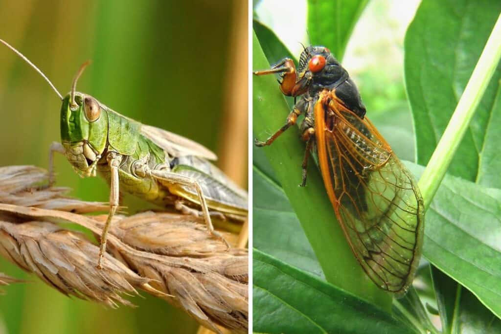 What Do Cicadas Eat? Wildlife Informer