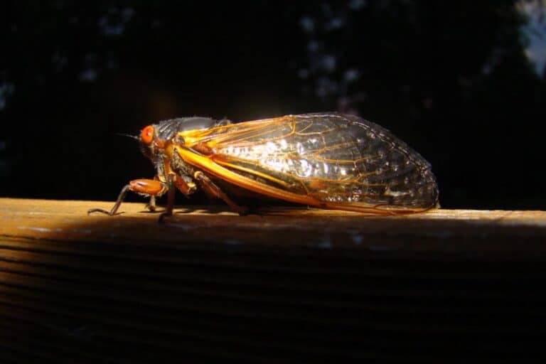 Where Do Cicadas Live? (Examples w/ Facts) Wildlife Informer