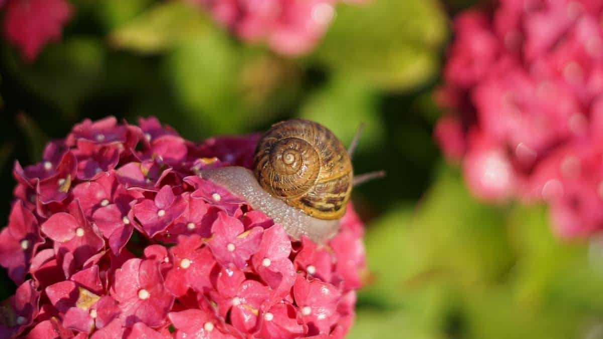Snail on hydrangea flower