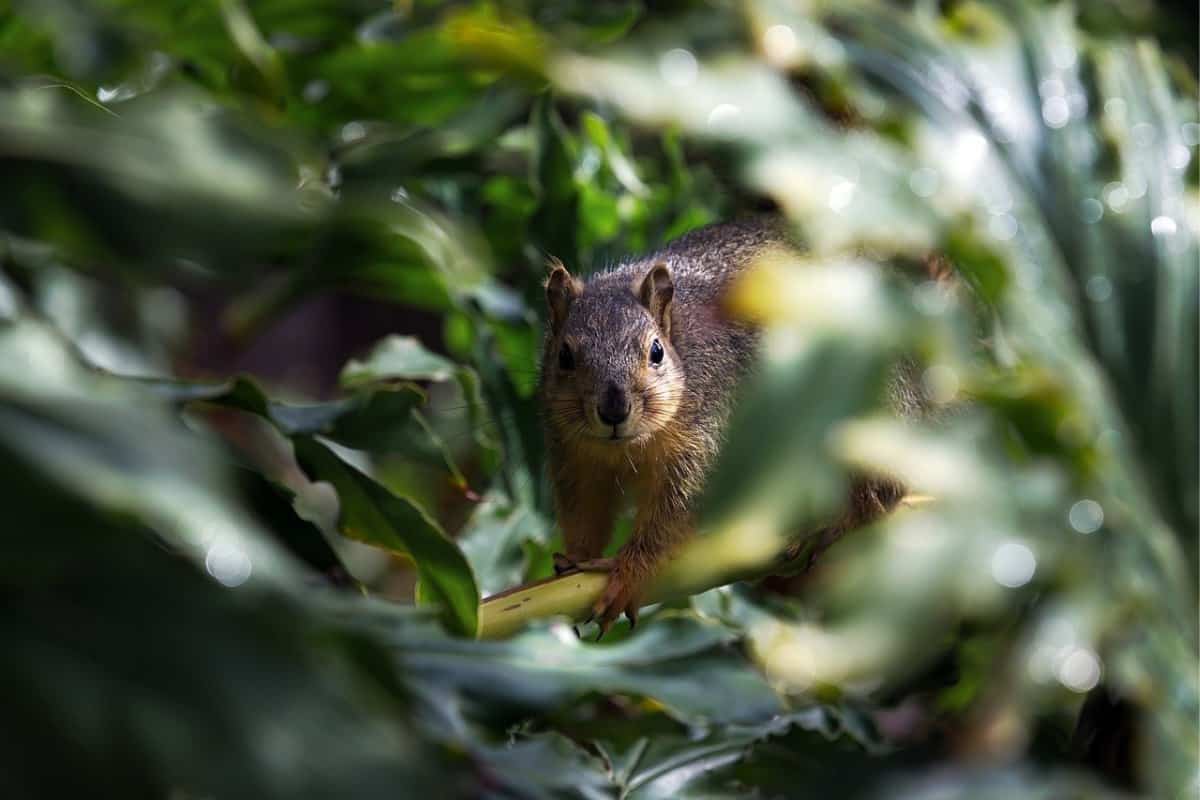 How to Keep Squirrels Away From Your Garden Wildlife Informer