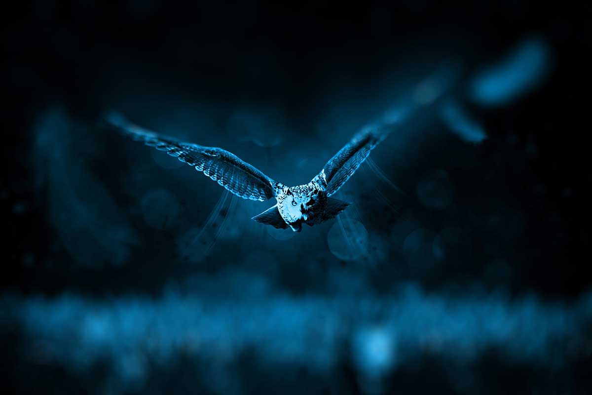owl flying at night
