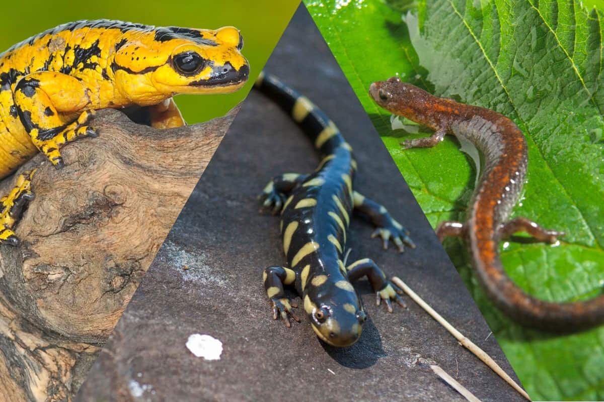 Types Of Salamanders Types Of Salamanders