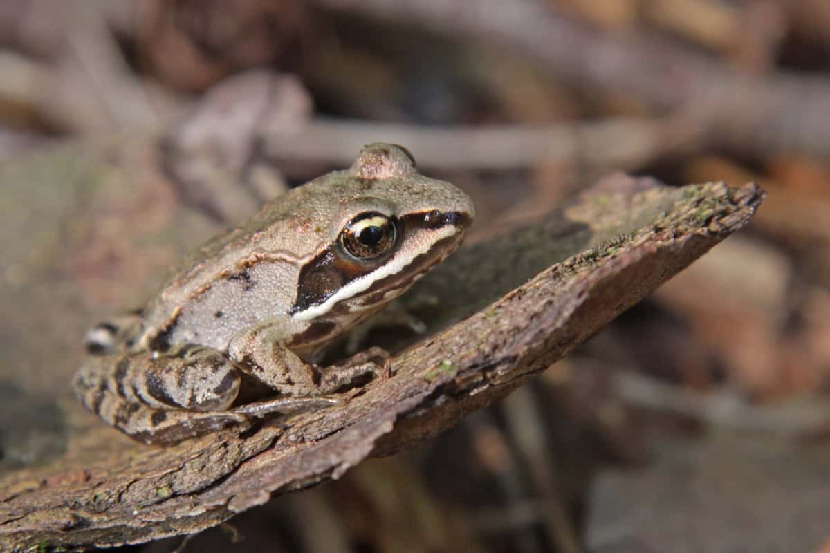 wood frog cover