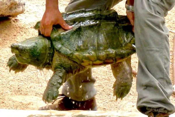 Alligator_snapping_turtle_