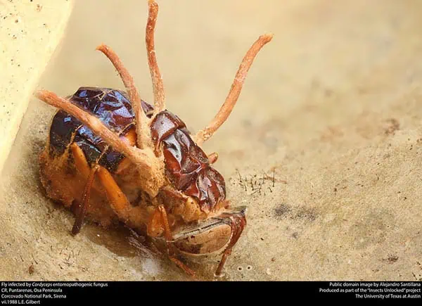 cordyceps fly