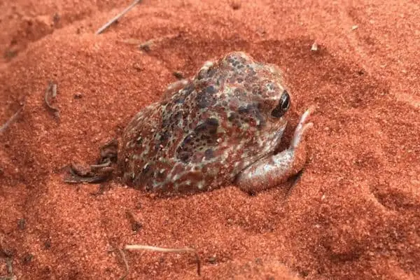 desert spadefoot toad on sand