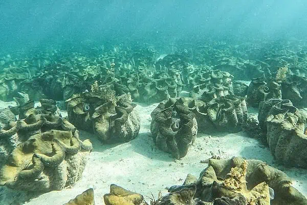giant clams