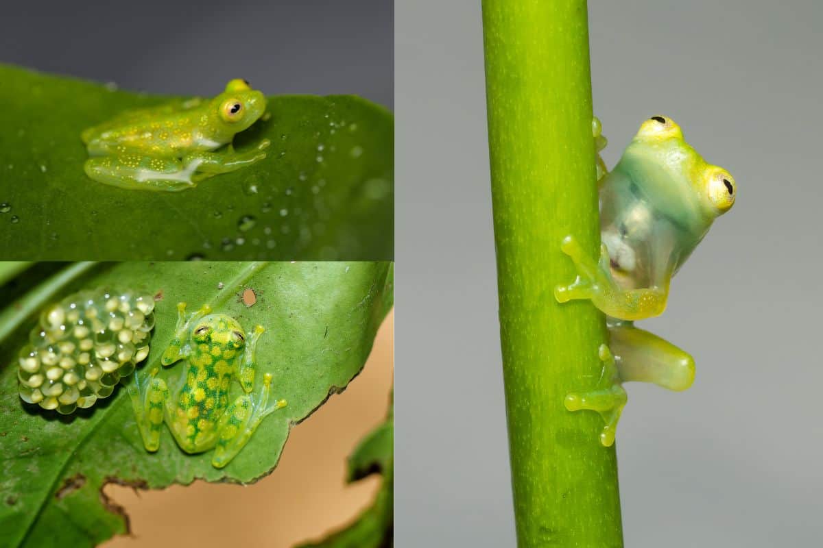 15 Unique Facts About Glass Frogs Wildlife Informer 15 Unique Facts About Glass Frogs Wildlife Informer