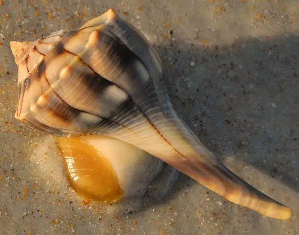 lighning whelk